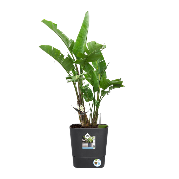 greensense aqua care carré 30cm gris charbon